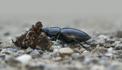 Image showing female stag beetle sideways