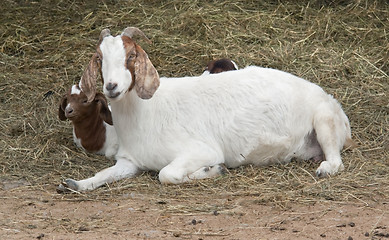 Image showing goats and hay