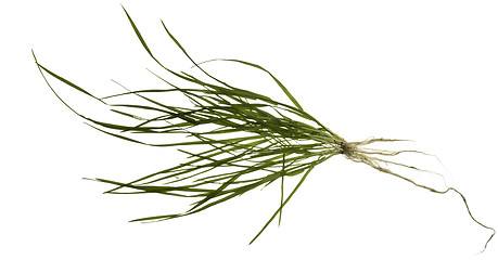 Image showing isolated grass plant