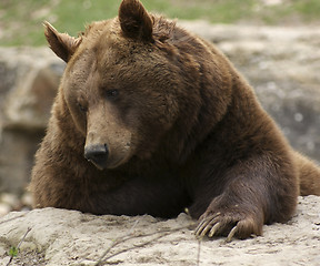 Image showing Brown Bear sideways
