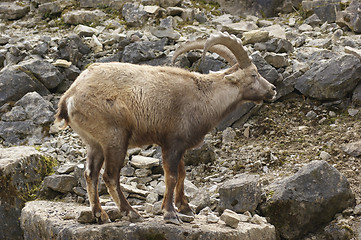 Image showing Alpine Ibex in stony back