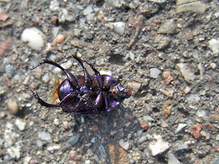 Image showing dead bug supine on pavement