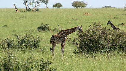 Image showing Giraffes in african savannah