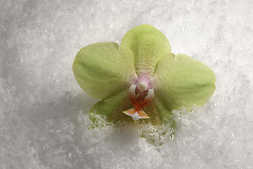 Image showing orchid flower and snow
