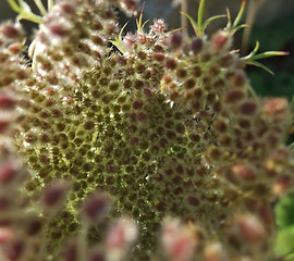 Image showing sunny wild carrot detail