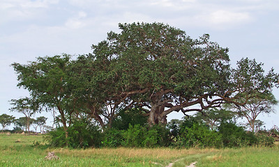 Image showing trees in the Queen Elizabeth National Park