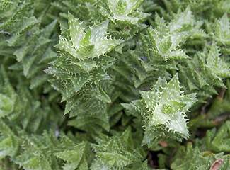 Image showing succulent plant detail