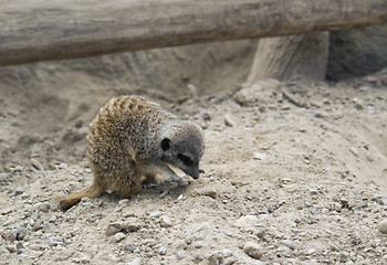 Image showing Meerkat on stony ground