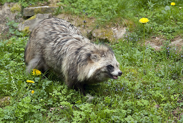 Image showing Raccoon Dog