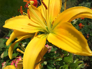 Image showing yellow flower in green vegetation