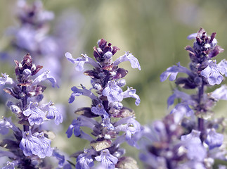 Image showing pastel flower closeup