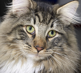 Image showing Norwegian Forest Cat portrait