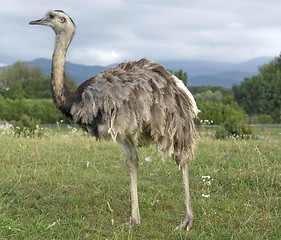 Image showing Greater Rhea in cloudy ambiance