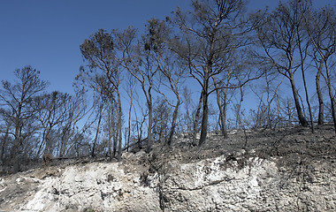 Image showing burned forest and scarp