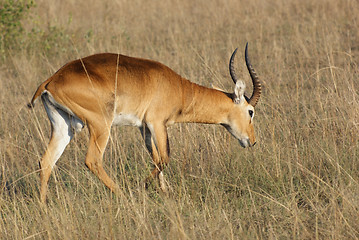 Image showing Uganda Kob in Africa