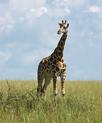 Image showing Giraffe in african savannah