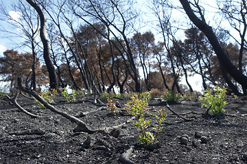 Image showing new life after forest fire