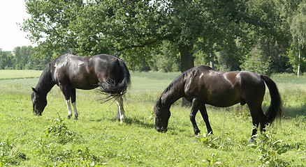 Image showing two dark horses in rural ambiance