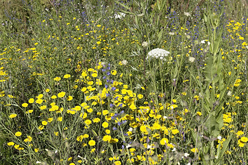 Image showing herbal variety in a sunny ambiance