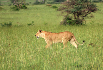 Image showing Lion in the african savannah
