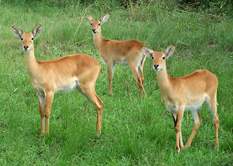 Image showing Uganda Kobs in grassy vegetation