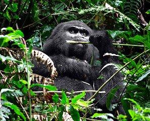 Image showing Gorilla in green vegetation