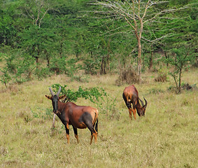 Image showing Common Tsessebe in Africa