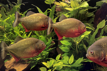 Image showing Piranhas