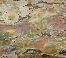 Image showing peeling bark detail