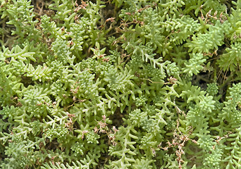 Image showing abstract succulent plant detail