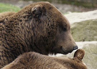Image showing Brown Bear portrait