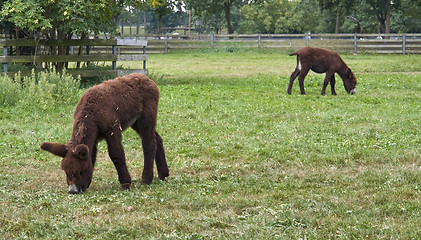 Image showing Poitou donkeys