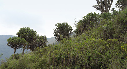 Image showing plants near Ngorogoro Crater in Africa