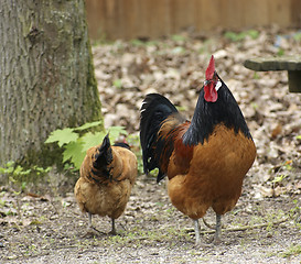 Image showing multicolored chickens in natural back