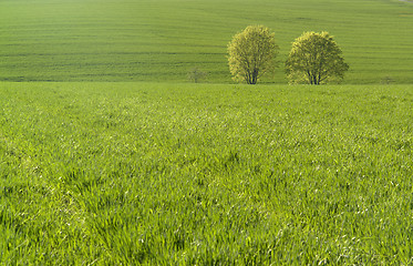 Image showing grassland and trees