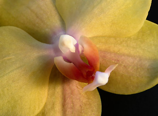 Image showing yellow orchid closeup