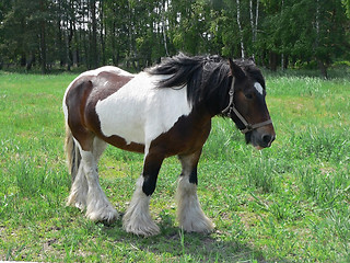 Image showing Draft Horse in green pasture