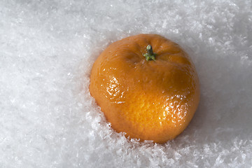Image showing mandarin orange in the snow