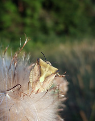 Image showing stink bug at summer time