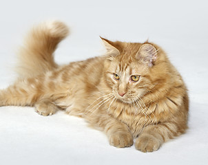 Image showing red Maine Coon kitten