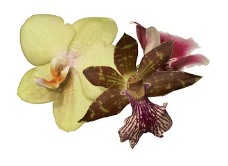 Image showing orchid flowers isolated on white