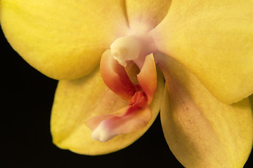 Image showing yellow orchid closeup