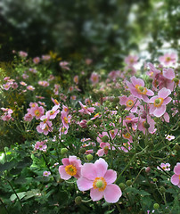 Image showing pastel flowers