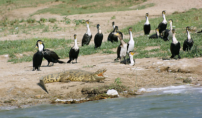 Image showing birds and crocodile in Uganda