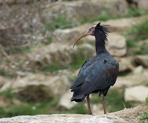 Image showing Northern Bald Ibis in natural back