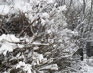 Image showing snow covered twigs