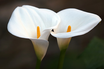 Image showing Flower Couple