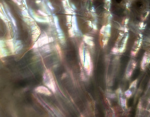 Image showing colorful nacre closeup