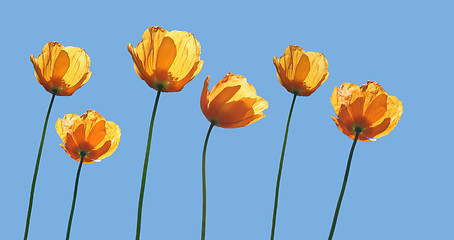 Image showing Yellow poppies and blue sky