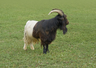 Image showing Valais Blackneck goat